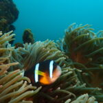 夏らしい海になってきた川奈ビーチ、八幡野ビーチ2025-6-9