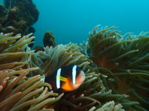 夏らしい海になってきた川奈ビーチ、八幡野ビーチ2025-6-9