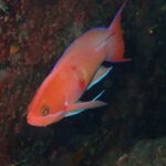 水温上昇中！！2023-6-8