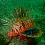 生物豊富な川奈ビーチ！！2023-6-26