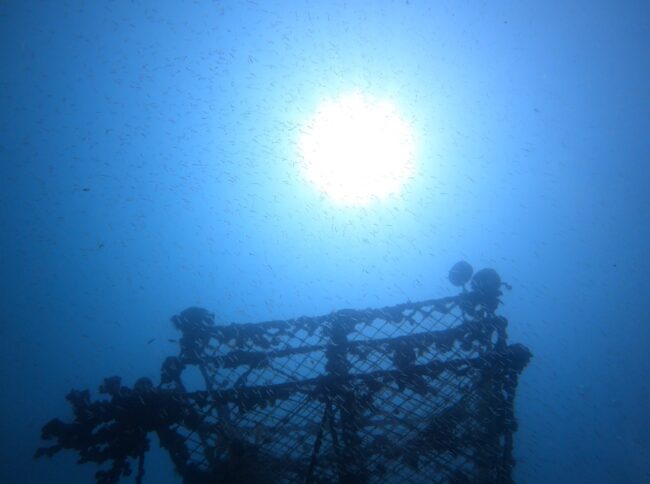 水温が上がり魚が活発