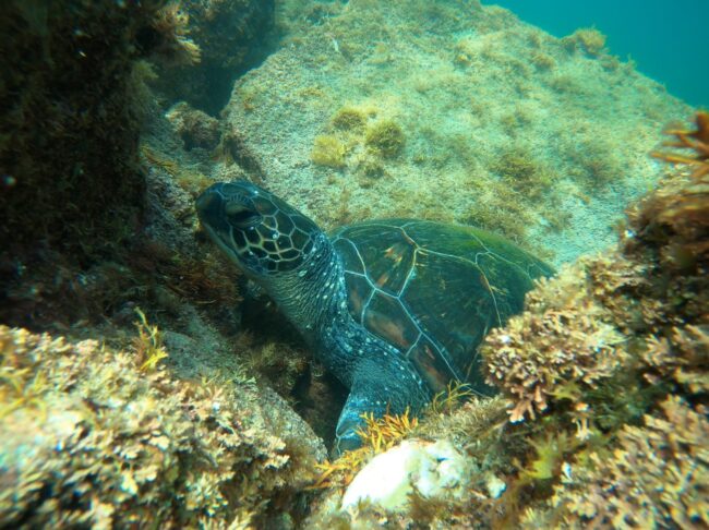 アオウミガメも定位置