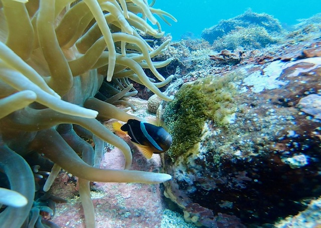 クマノミハッチアウト寸前