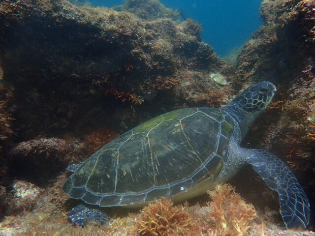 アオウミガメ