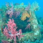 アオリイカだけじゃない川奈ビーチ楽しいです!2025-5-18