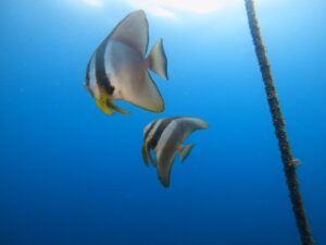 透明度の高い海継続中です!(^^)!2024-8-27