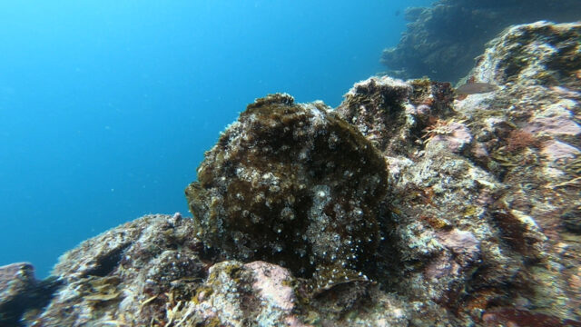 人間の顔位あるオオモン