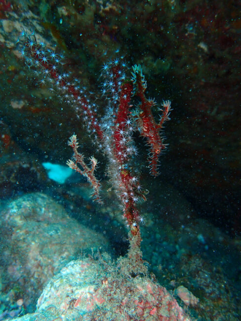 ニシキフウライウオペア