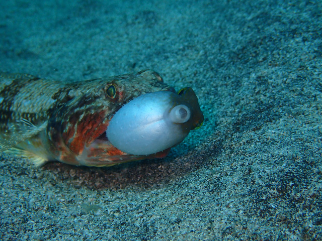 食欲の秋