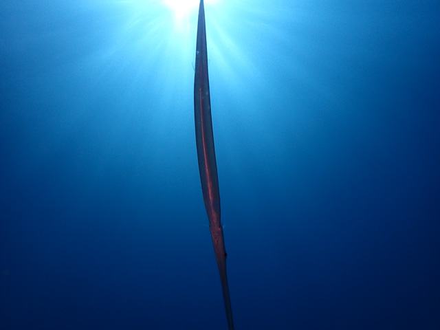 神々しいアオヤガラ