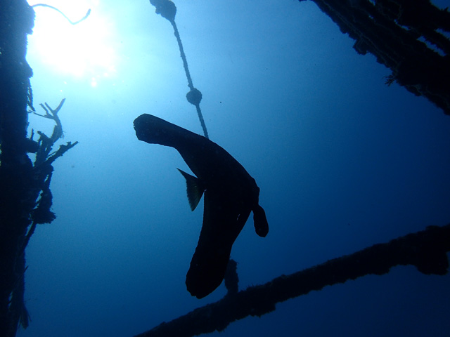 ツバメウオおしゃれ