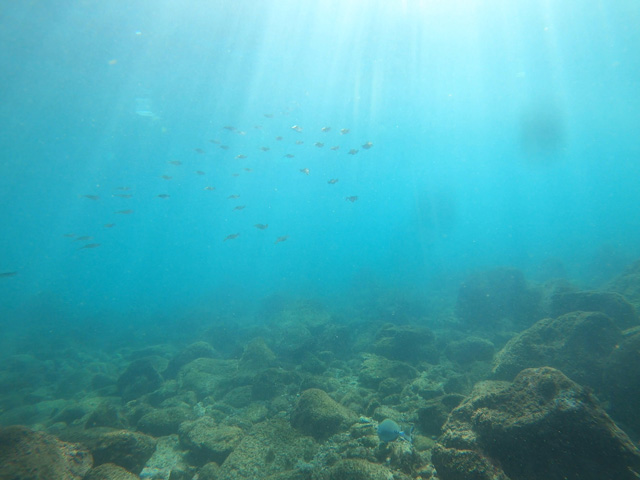 浅場のアオリイカ