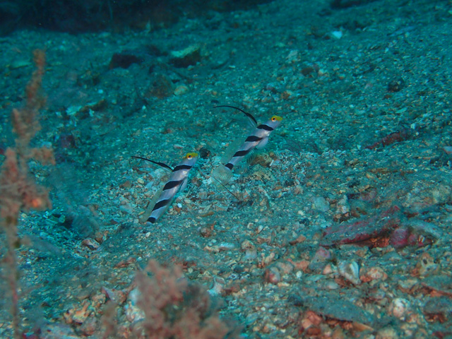 シャイなヒレナガ