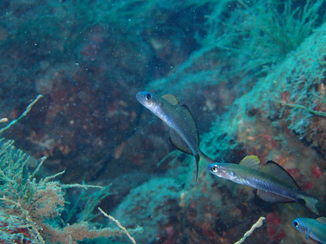 群れクロユリハゼ