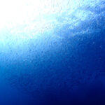 海が荒れても安心！八幡野に行ってきました!(^^)!2023-10-31