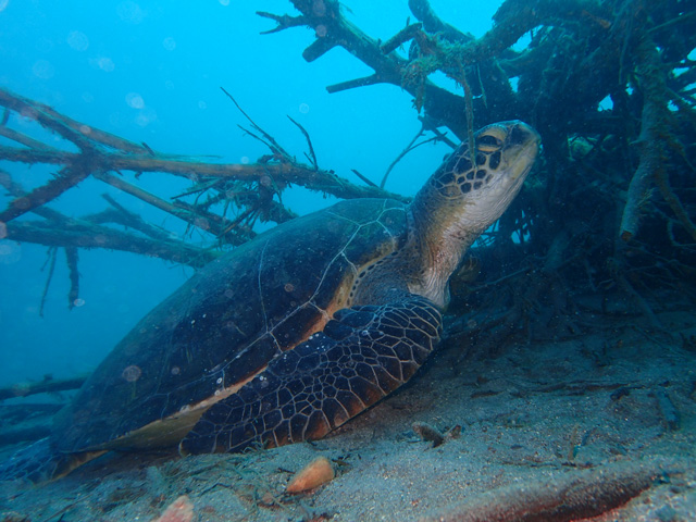 休憩中のアオウミガメ
