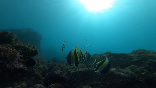 ツノダシ群れ群れ