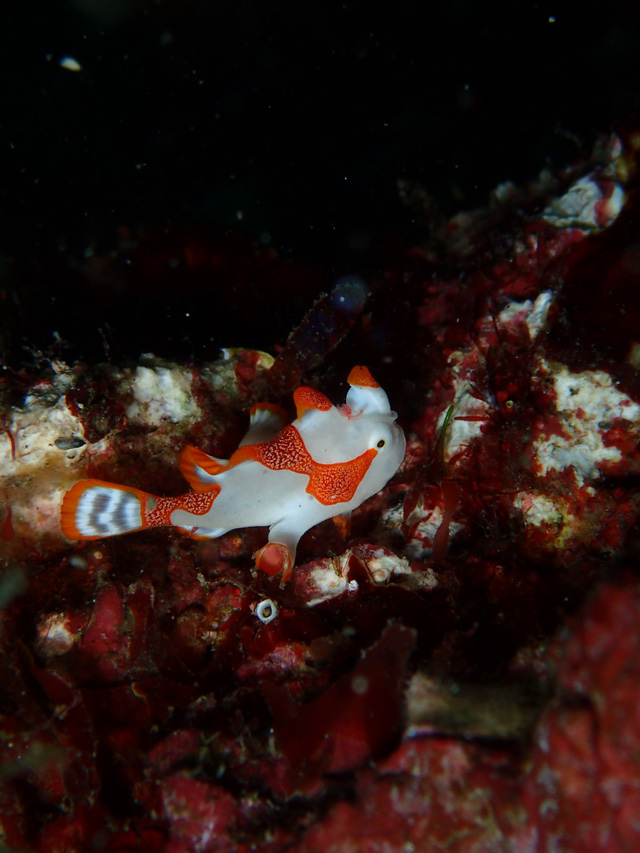 チビシロクマ登場