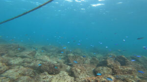 冬も快適にダイビング！！2023-12-1