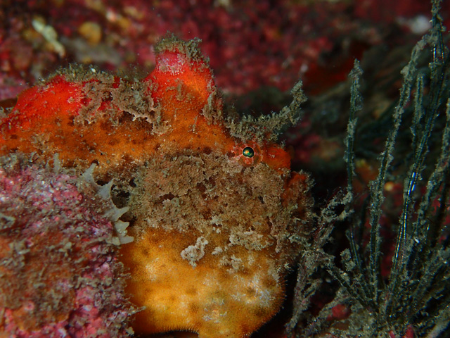 ベニカエルアンコウ