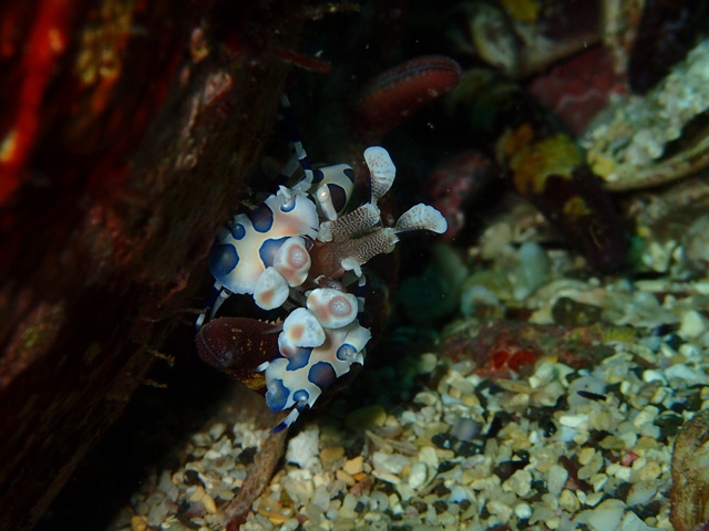 無事フリソデエビ定着