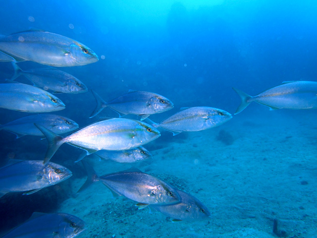 カンパチの群れ