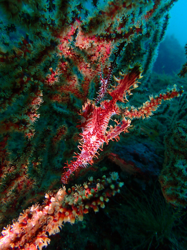 ユラユラ擬態が上手