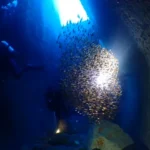急募!!11月15日・16日(土日)雲見・黄金崎に豪華海鮮料理付きの贅沢泊りツアー! 参加者募集中!