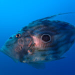 ディープな川奈を潜りました!!2025-1-14