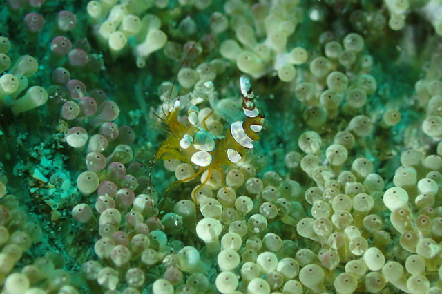 尻尾フリフリが可愛い