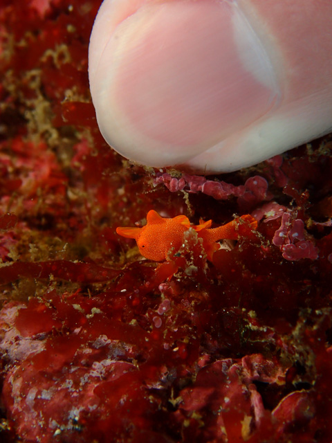 爪より小さい赤ちゃん