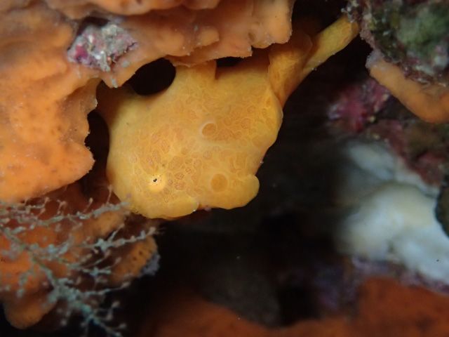 オオモンチビちゃんかわいい。