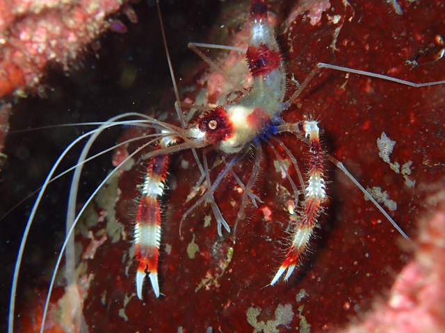 カラフルオトヒメエビ