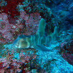 チビちゃんが可愛いすぎカワ(・∀・)イイ!!2023-12-15