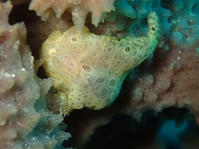 キイロカエル登場