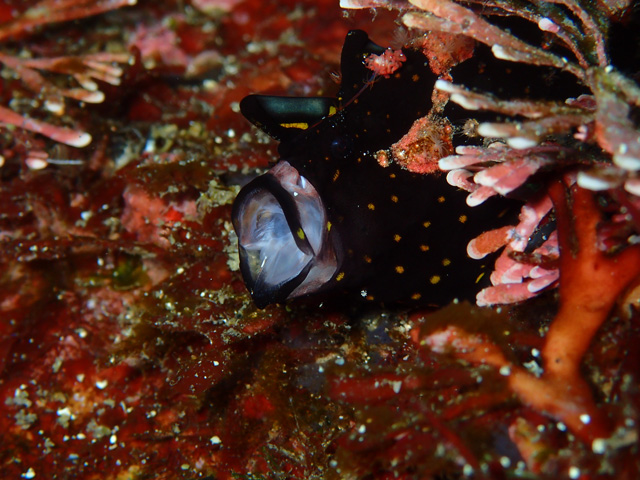 大あくびのクロクマ