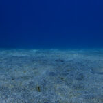 雨でも透明度良好な川奈ビーチです　2024-3-24