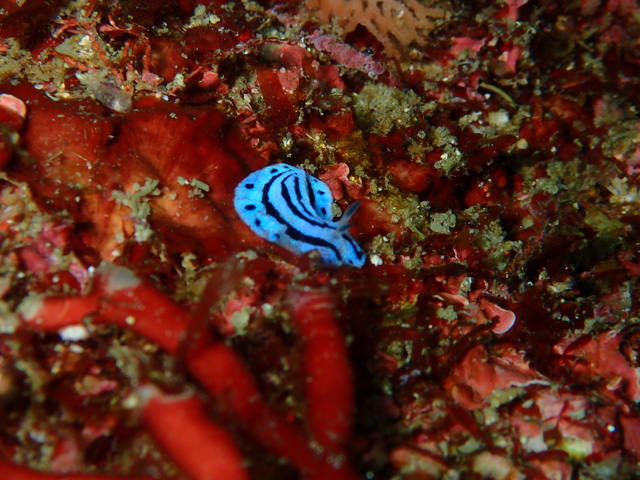 小っちゃくてカワ(・∀・)イイ!!