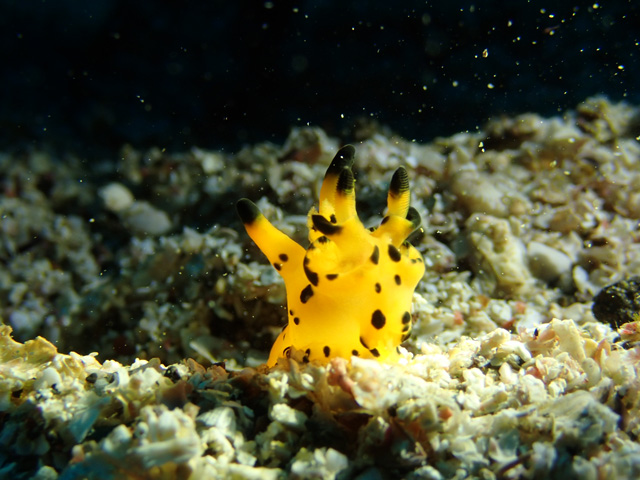 海外版ピカチュウ