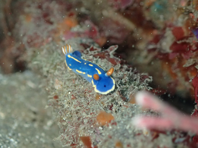 アオウミウシ川奈