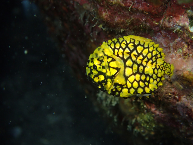 綺麗な黄色がかわいいマツカサウオ
