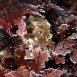 ウミウシ増えてきました!!2024-1-29