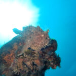 風もなく快晴のダイビング日和!2024-1-26