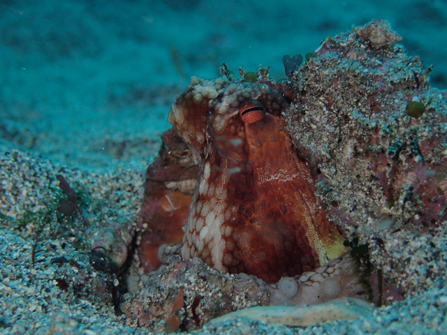 笑顔のタコさん