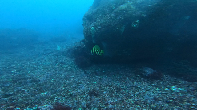 逃げるテングダイ