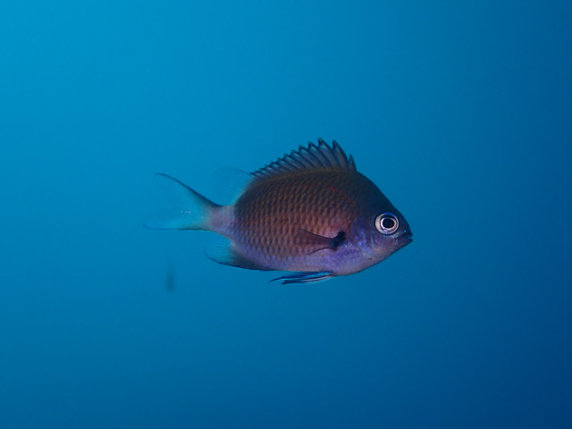 成長したアマミスズネダイ