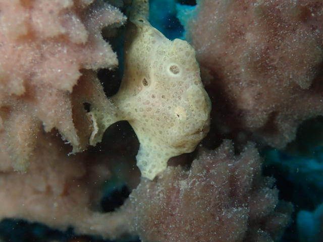 支えてるヒレが可愛いオオモン