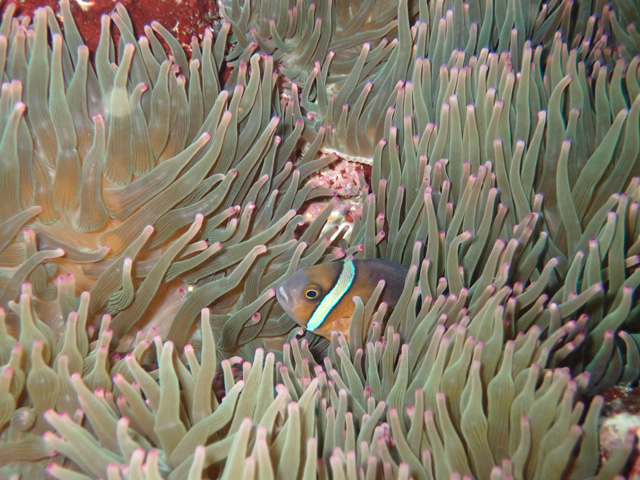 可愛いサイズのクマノミベイビー