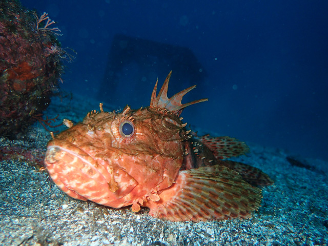 激レアイズカサゴ