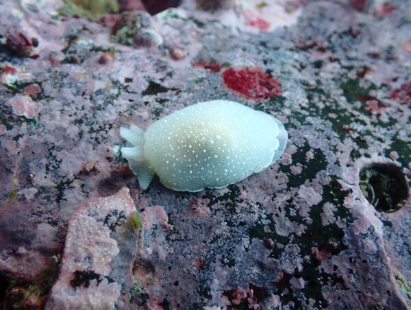 スズヤカフシエラガイ